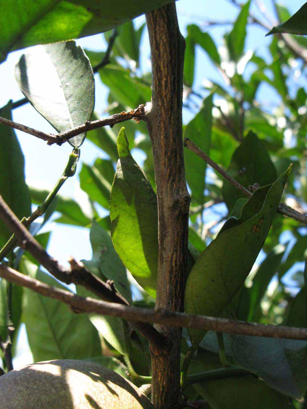              Second - third year twig (Winter Haven, FL)       